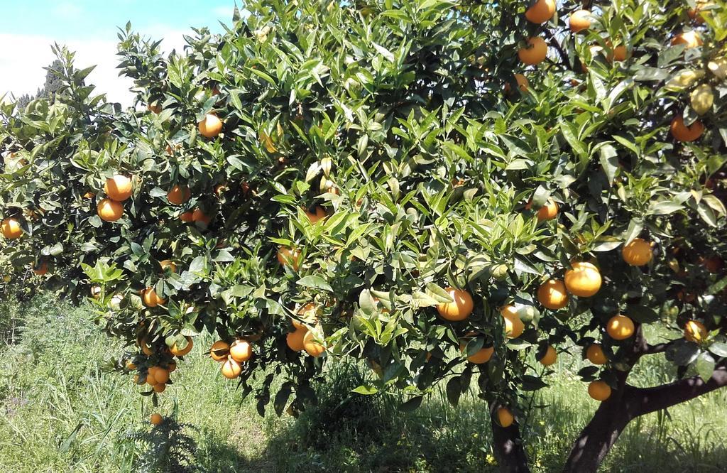 ג'ויוזה מריאה B&B Il Giardino Di Zefiro מראה חיצוני תמונה